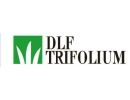 Dlf Trifolium