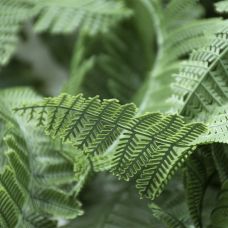 Искусственная ветвь Engard "Persian fern", 65cм (AV-01)