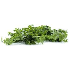 Штучна гілка Engard "Eucalyptus", 65cм (AV-03)