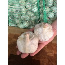 Чеснок озимый Любаша 75+ мм 0.5 кг (екстра крупный)