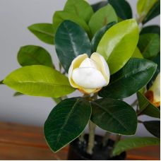 Искусственное растение Magnolia / Магнолия 40 см Engard (DW-16)
