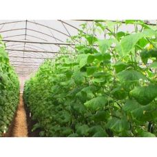 Сітка шпалерна Agreen (1.7*1000м)