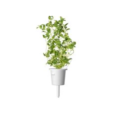 Змінний картридж Click and Grow Майоран 7571 (3 капсули)