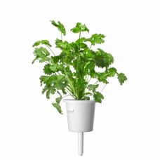 Сменный картридж Click and Grow Кориандр 8417 (3 капсулы)