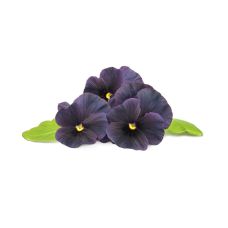 Сменный картридж Click and Grow Черная фиалка 9230 (3 капсулы)