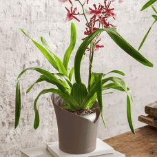 Вазон Lechuza Orchidea Серый