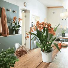 Вазон Lechuza Orchidea Серый