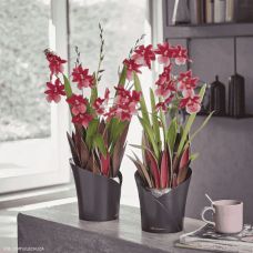 Вазон Lechuza Orchidea Серый