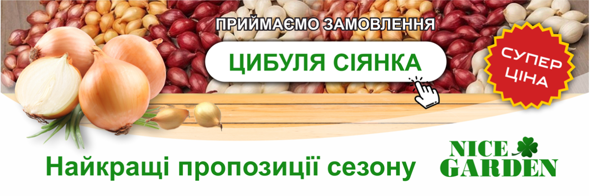 Лук севок