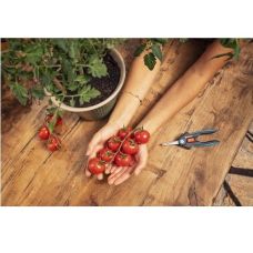 Ножницы для цветов и травы Gardena FreshCut