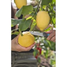 Нож GARDENA VeggieCut для уборки урожая