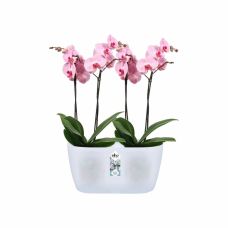 Горшок Elho brussels orchid duo 25х13,4 см прозрачный