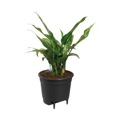 Вставка с автополивом Elho Self-Watering Insert 21 см, черная