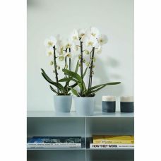 Вазон Elho brussels orchid 16 см прозорий