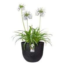 Вазон Elho fuente lily 30*24см черный