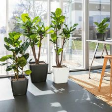 Горшок Lechuza Quadro Premium LS 21, антрацит