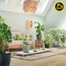 Вазон Lechuza CLASSICO Color ECO 60 сірий