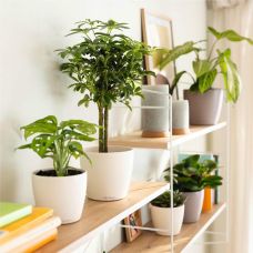 Вазон Lechuza CLASSICO Color DECO 12, пісочно-коричневий