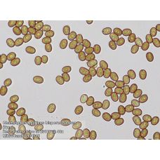 Микроскоп Bresser Trino Researcher 40x-1000x (5723100)