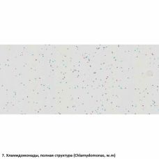 Набір препаратів Optima Загальна біологія E (100 шт.) (S-003.4)